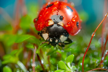Beautiful ladybug on leaf defocused background