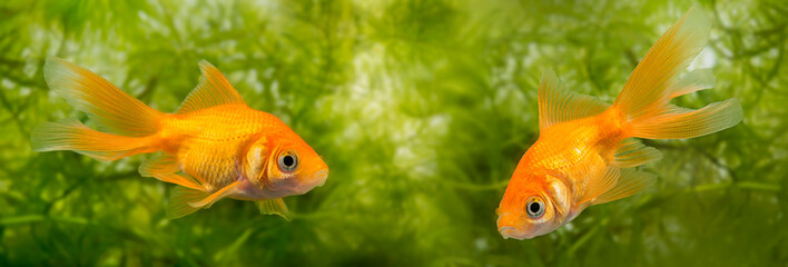 Carassius auratus auratus  - gold fish -  aquarium fish