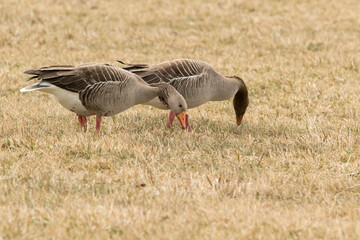 A pair of Greylag goose (Anser anser) feeding on a coastal meadows in Haapsalu, Estonia © Kersti Lindström