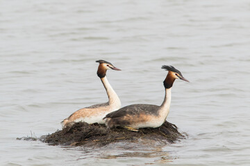 A pair of great crested grebe (Podiceps cristatus) in their nest in the water