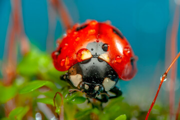 Beautiful ladybug on leaf defocused background