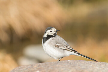 Cute white wagtail (Motacilla alba) standing on a stone on a sunny day	