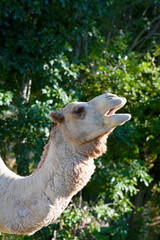 Low angle view of a camel calling