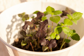 Young green and purple sprouts of basil in white pot. Natural morning light. Soft selective focus.