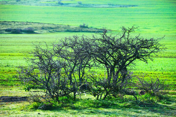 Beautiful nature view, dry prickly thorn bush against the background of bright green field cowered...