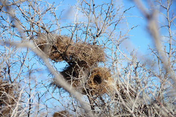 A group of birds nests made of twigs and grass on dry prickly thorn bush at the background of...