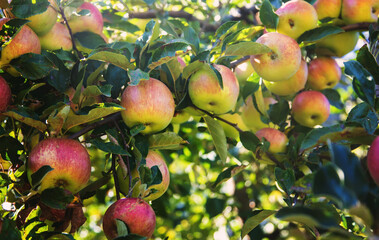 red apples on the tree in the garden. selective focus