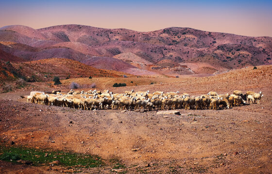 Beautiful nature view, a herd of domestic sheep free grazing in the desert field and distant colorful hills in the light of the setting sun. Fes (Fez) region, Morocco, North West Africa