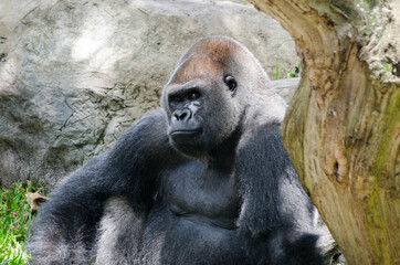 Black gorilla sitting in a zoo © Kirk Moore1/Wirestock