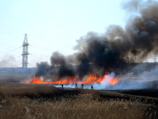 Fire, wildfire, conflagration, burning reeds and trees near the road under high-voltage wires