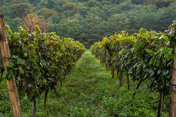 Fototapeta na wymiar The vineyard in Lopota