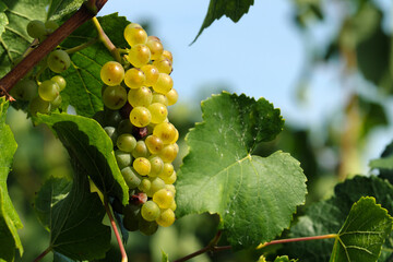 A selective focus shot of white grapes in a vine stock - Stockphoto