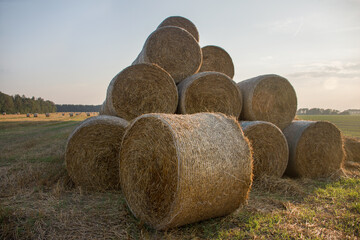hay harvest