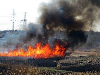 Fototapeta na wymiar Fire, wildfire, conflagration, burning reeds and trees near the road under high-voltage wires