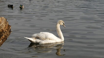 Cigno che nuota nel lago