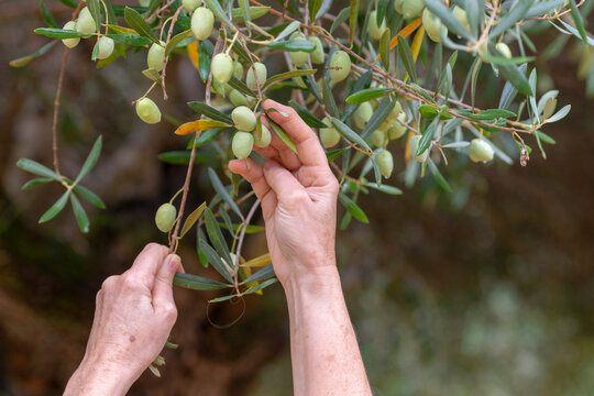 Manos recogiendo aceitunas del &aacute;rbol en la cosecha