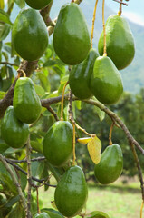 Avocado on a tree, Valle del Cauca, Colombia