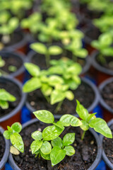 Growing two week germination pots of purple passion fruit vine sprouts, species Passiflora edulis, commonly used as garden ornamental climber besides agriculture production.