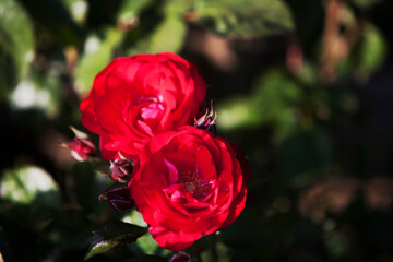 Close-up of a rose flower