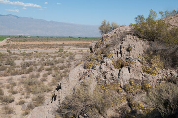 Cactus on a hill, Fatima Mountain, La Rioja Province, Argentina
