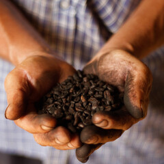 Obraz na płótnie Canvas Close-up of a man's hands holding coffee beans