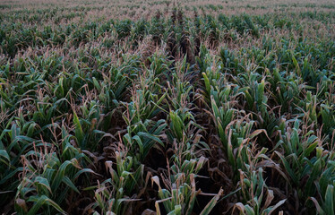 Green field with growing corn