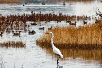 white heron