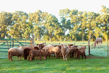 Flock of sheep in a corral