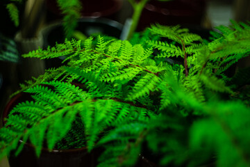 Fern leaves as a background