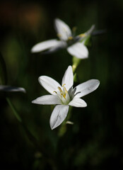 Fototapeta premium white flower on a black background
