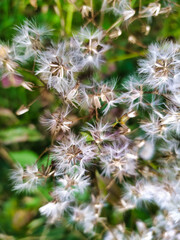 white fluffy flowers in the forest