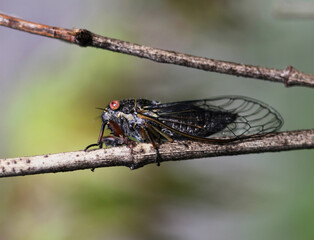 cicada close up