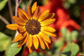 Dark Orange miniature sunflowers