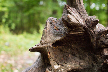Dry tree trunk. A tree fell to the ground. Roots. Wood texture. Natural background for text, web, presentation.