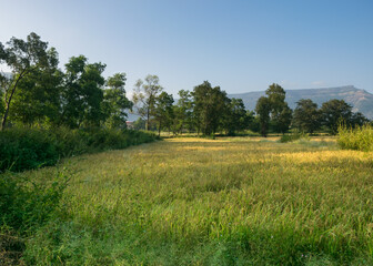 Fototapeta premium Panoramic view of a lush green farm in Maharashtra, India