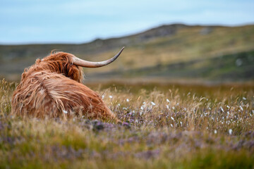 Image of Highland cow in the grass printed on Printed Glass Splashbacks