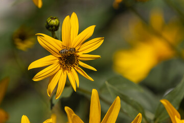 Beautiful Autumn Yellow flowers