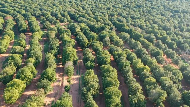 Aerial view over a macadamia nut plantation in Brazil	
