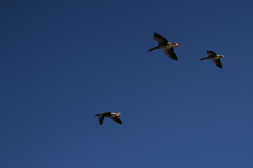 A view of a Greylag Goose in flight