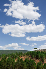 Tree on mountain above forest