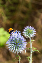 Bee on purple globe thistle in the forest
