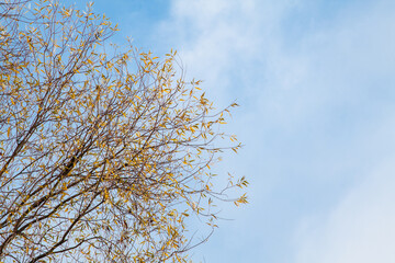 branches of willow, Salix alba, as background