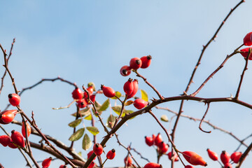 rosehip, Rosa cannina, autumn fruits, rose hips