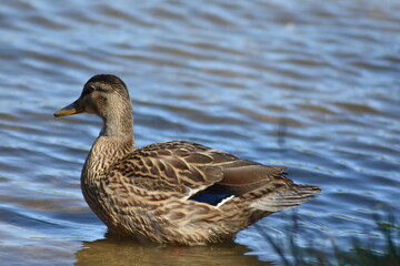 beautiful duck swims on the lake