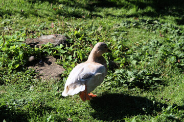 duck in the grass