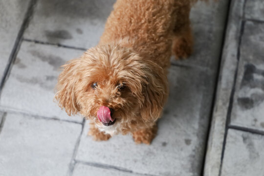 Hungry bichpoo dog outside begging for a treat from the owner and licking with her tongue. Dog is a redhead bichon poodle mix breed