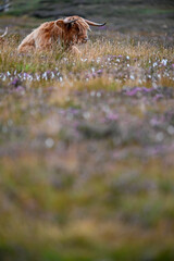 sleepy Highland Cow