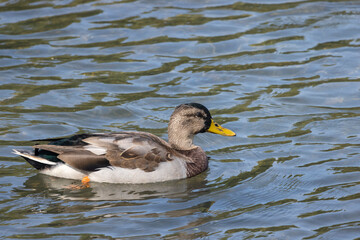 Mallard Duck molting into new plumage