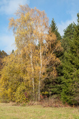Fototapeta premium silver birch, Betula pendula, autumn leaf color