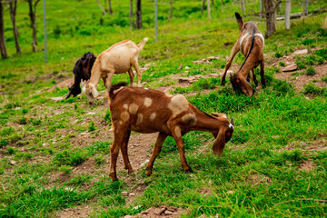 Fototapeta premium livestock, goats, cows graze on the farm